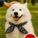 samoyed